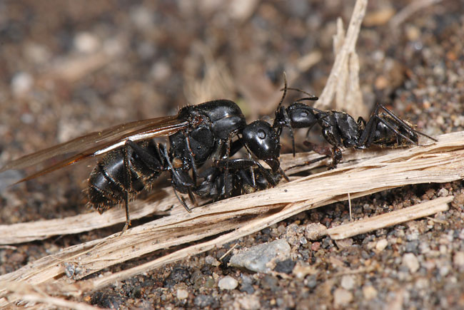 クロオオアリの女王