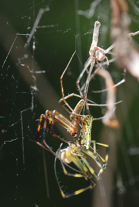 ジョロウグモの交接