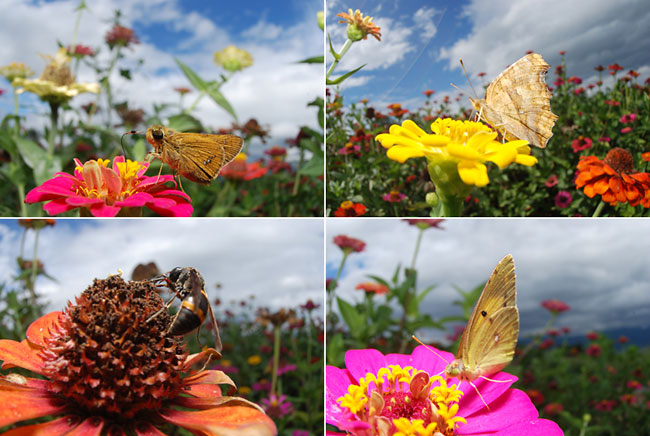 ヒャクニチソウに来た虫