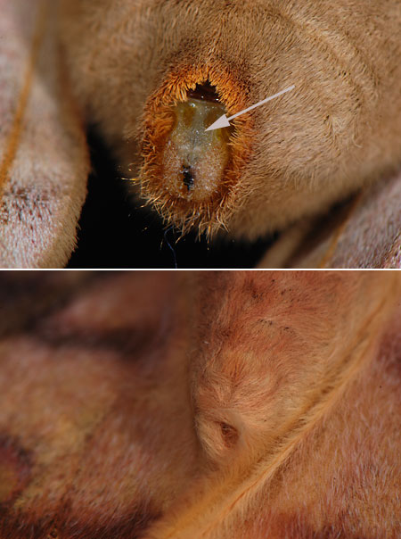 ヤママユのフェロモン