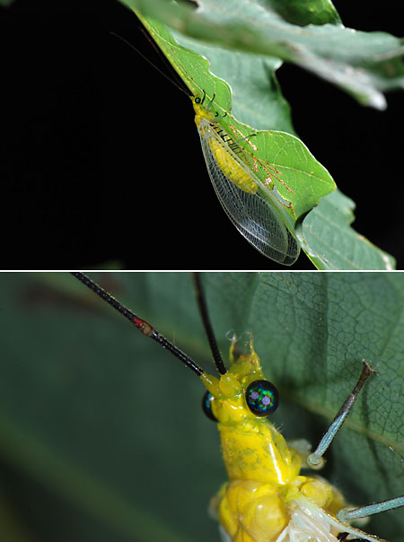 オオフトヒゲクサカゲロウ