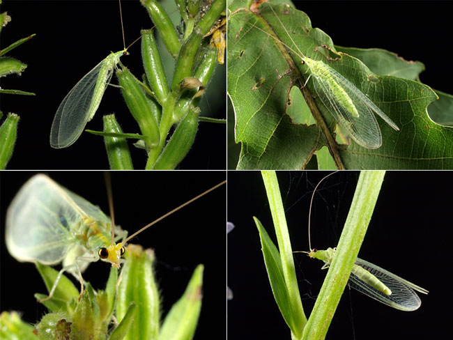 オオクサカゲロウ