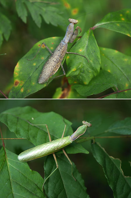 ハラビロカマキリの体色