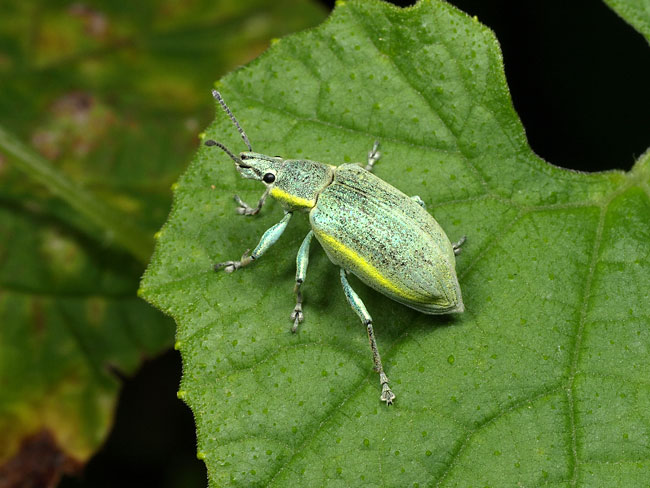 オオアオゾウムシ