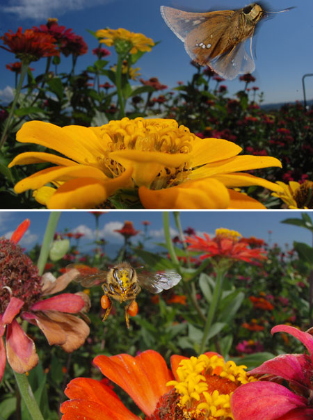 イチモンジセセリ