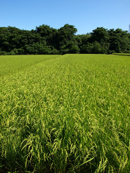 実ってきたイネ