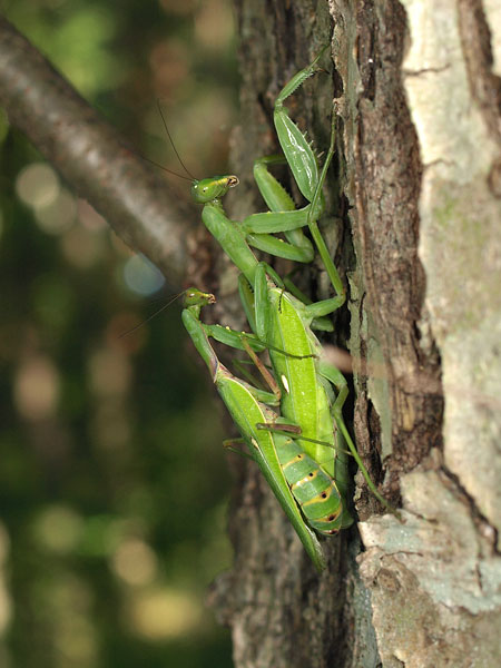 ハラビロカマキリの交尾