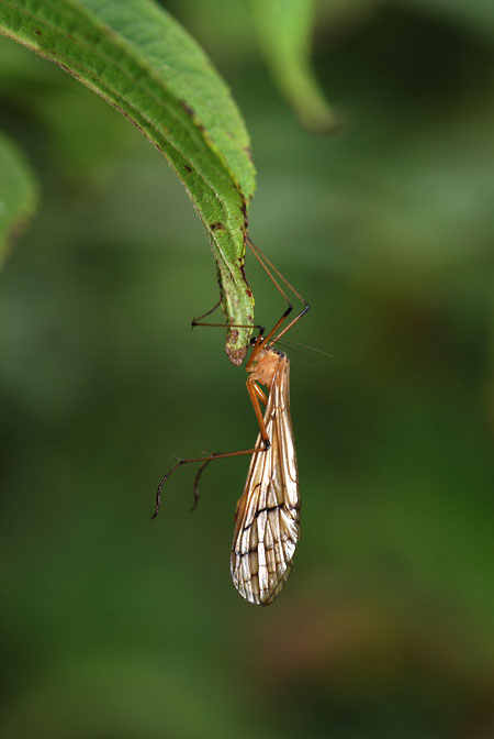 トガリガガンボモドキ