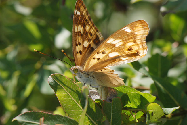 コムラサキの産卵