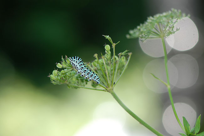 キアゲハの幼虫