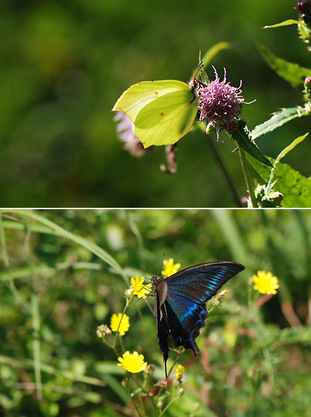 スジボソヤマキチョウとミヤマカラスアゲハ