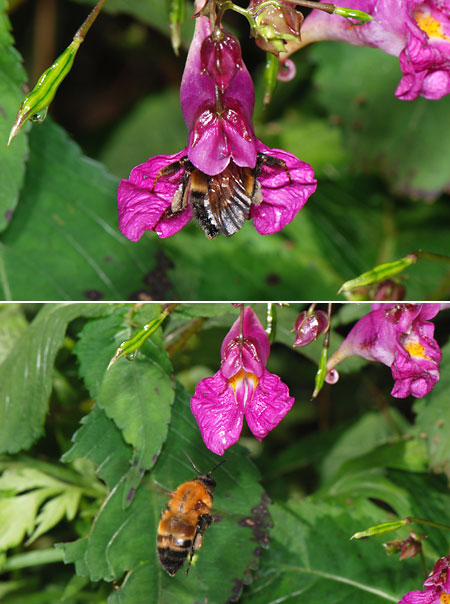 ツリフネソウとマルハナバチ
