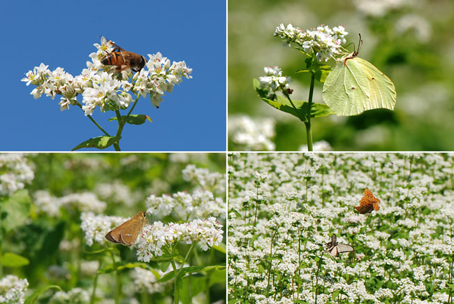 ソバの花に来た虫
