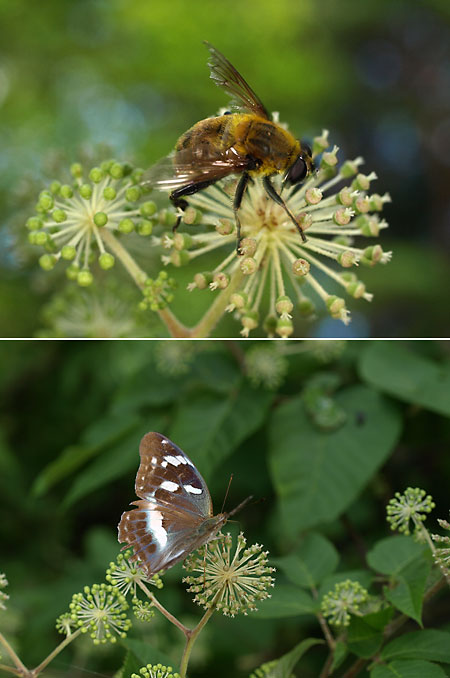 マルハナバチに似たアブ
