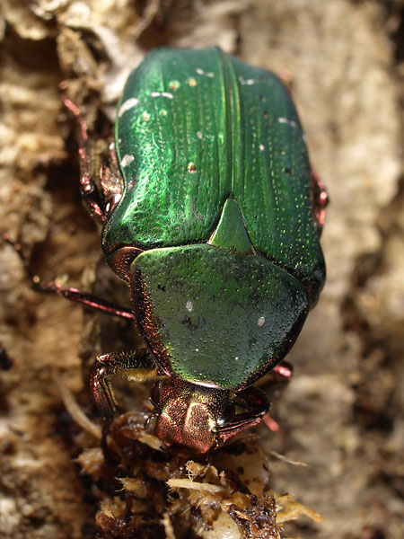 樹液に来たアオハナムグリ