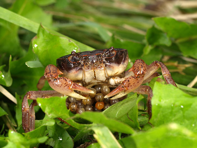 卵を持ったサワガニ