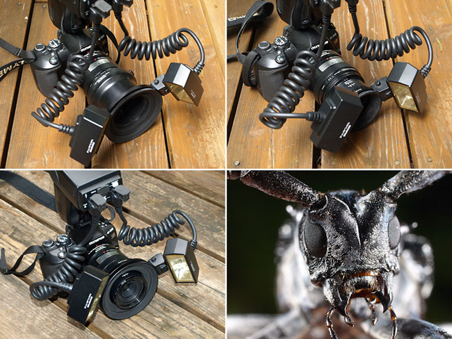 マクロフラッシュ（ゴマダラカミキリの顔）