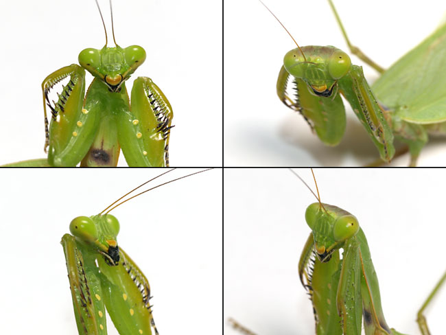 カマキリの偽瞳孔