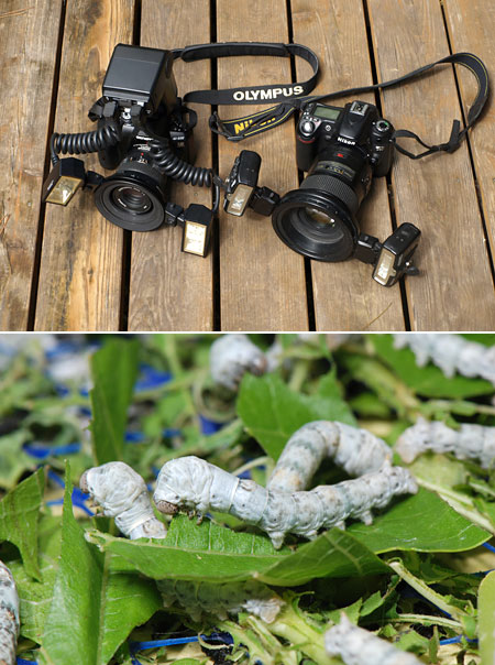 マクロストロボ2