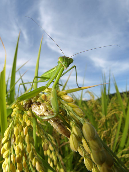 イナゴを食べるカマキリ
