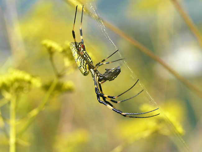 ハチを食べるジョロウグモ