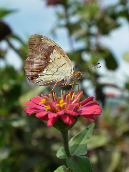 ウラギンスジヒョウモン
