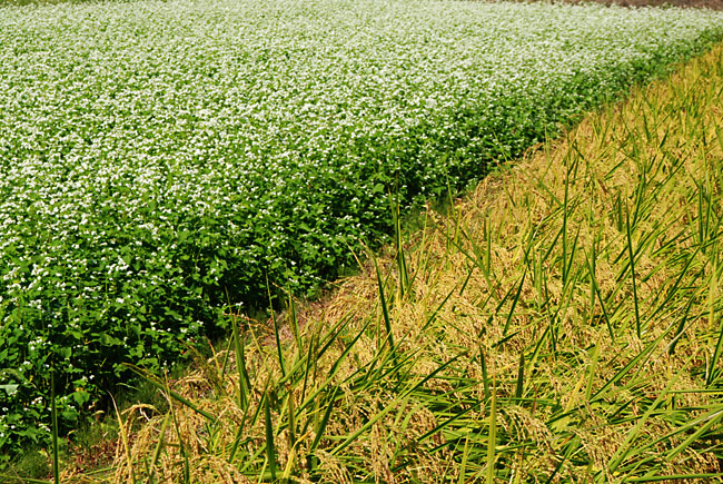 稲穂とソバの花