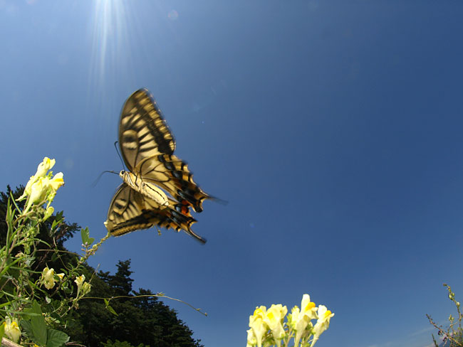 昆虫カメラマンの使うカメラ1