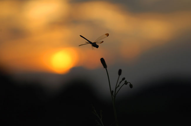 昆虫カメラマンの使うカメラ2