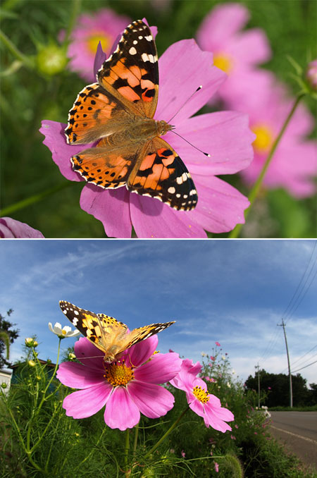 ヒメアカタテハ