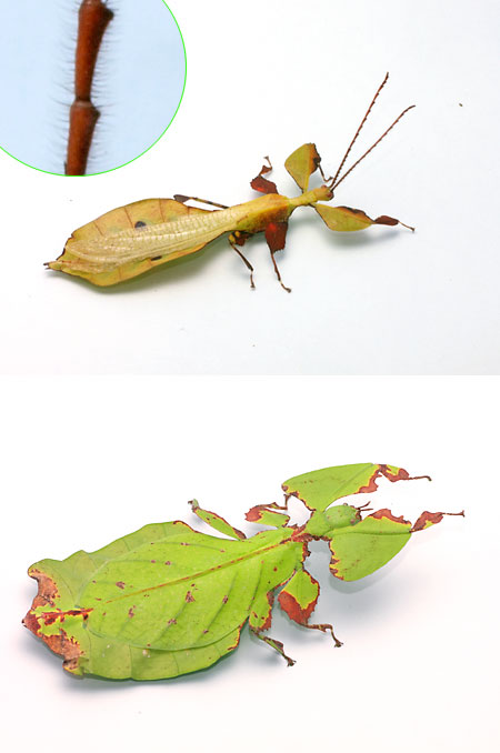 コノハムシのオスとメス