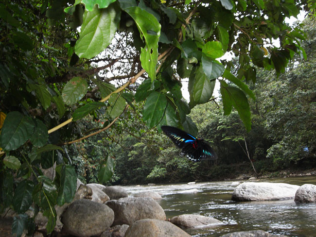 アカエリトリバネアゲハ