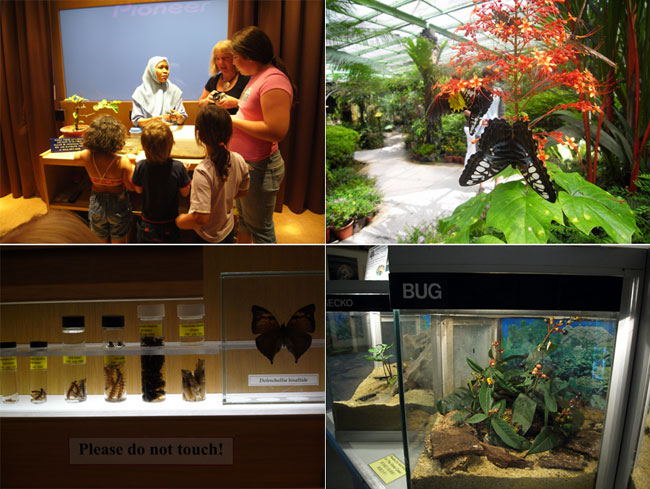 今日のバタフライファーム