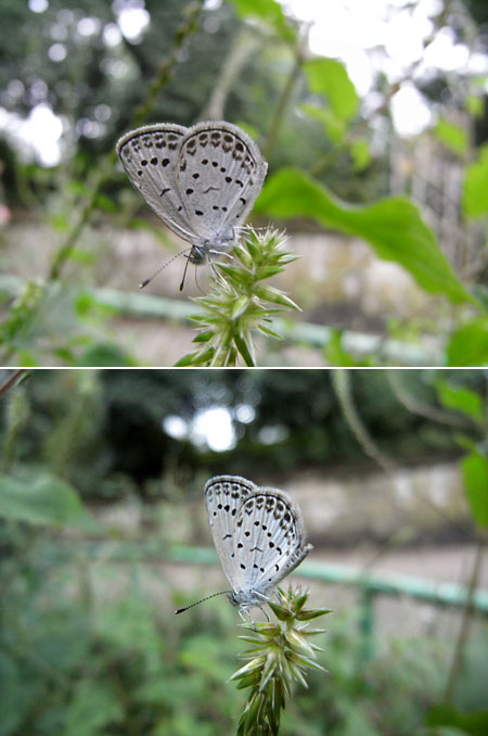 ヤマトシジミ(Caplio R7)