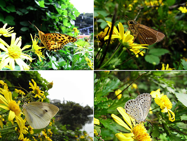 市ヶ谷でツマグロヒョウモン