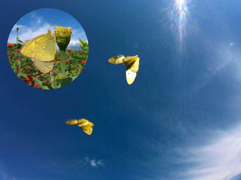 モンキチョウの交尾