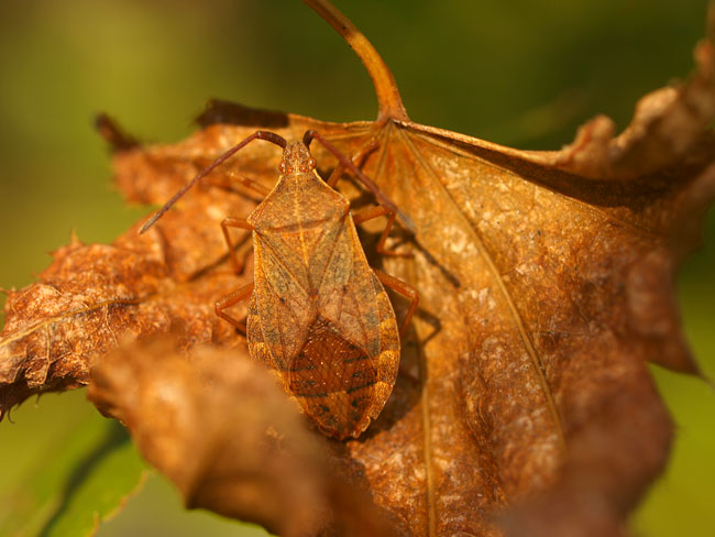 ハラビロヘリカメムシ