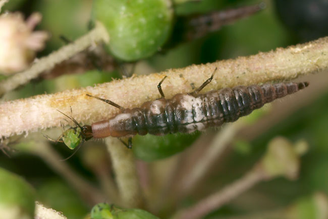 ヒメカゲロウの幼虫