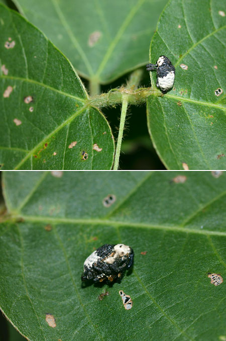 オジロアシナガゾウムシ