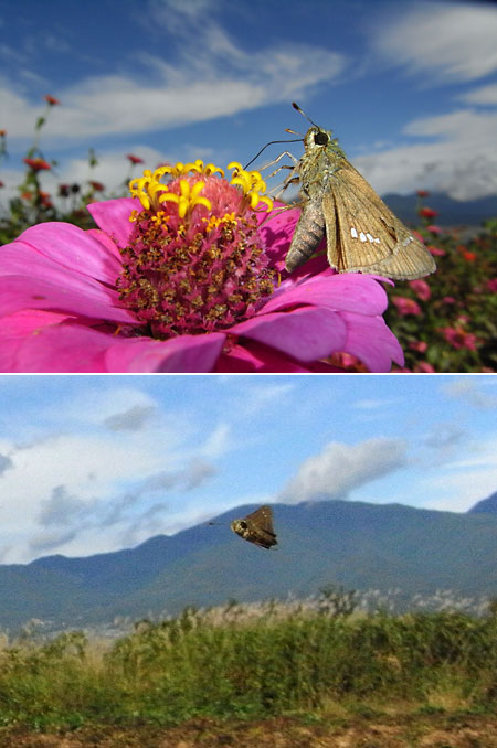 イチモンジセセリ（小諸日記写真検索の使い方）