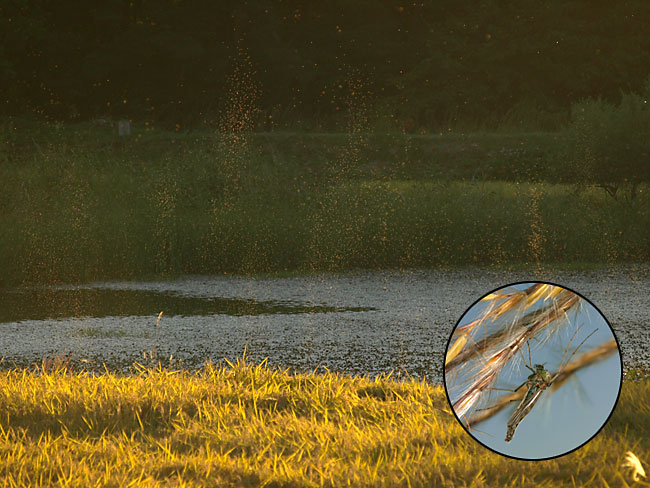 ユスリカの蚊柱