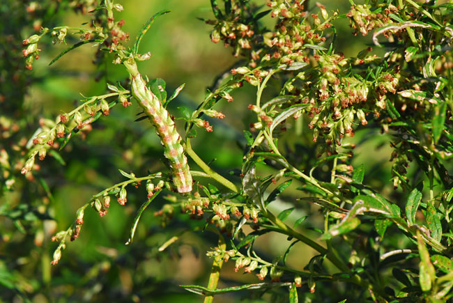 ホシヒメセダカモクメ