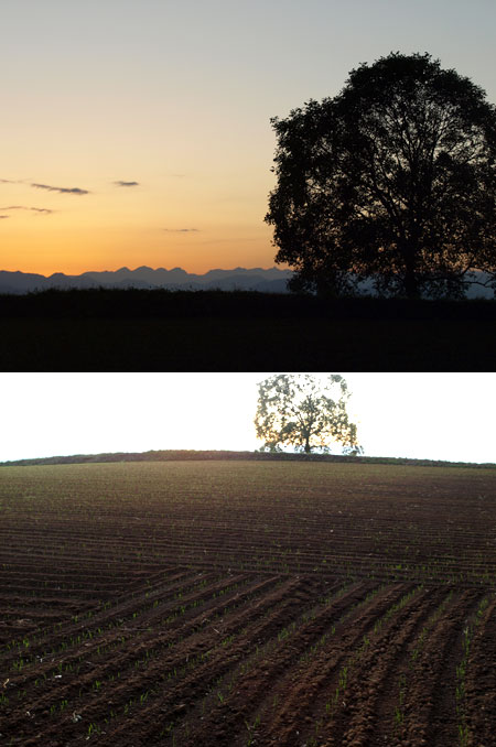 いつものクルミの木