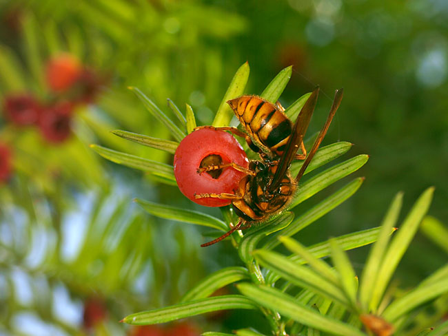 イチイの実を食べるキイロスズメバチ