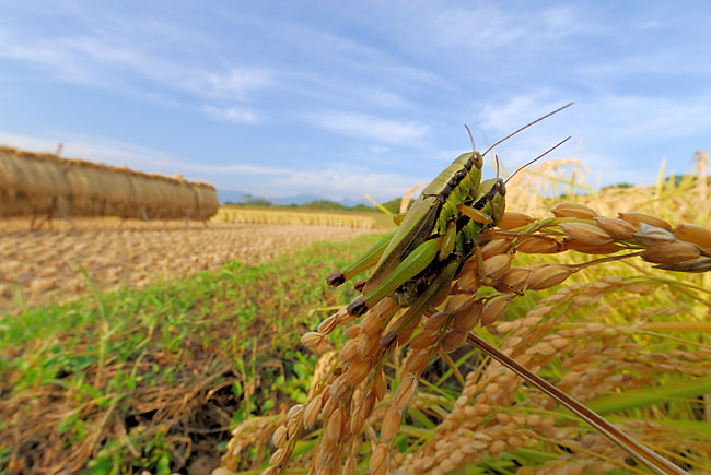イナゴの交尾