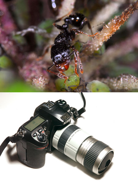 テレコンを使ったマクロ撮影