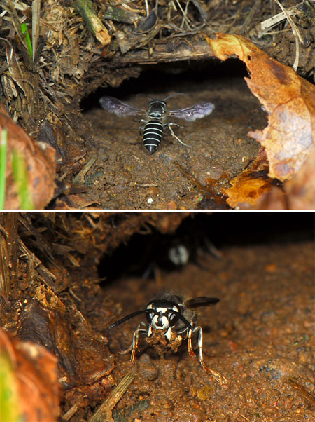 クロスズメバチ
