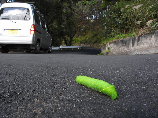 あぶないあぶない（スズメガの幼虫）