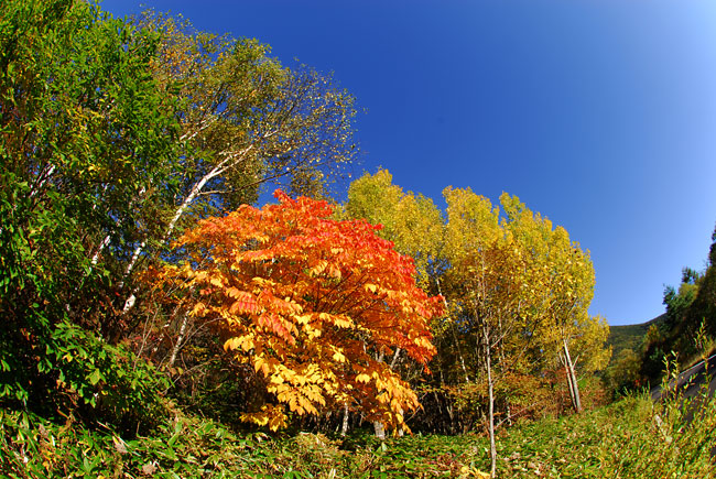 ヤマウルシの紅葉