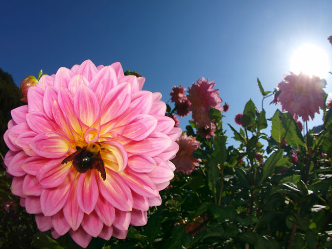 ダリアとクマバチ